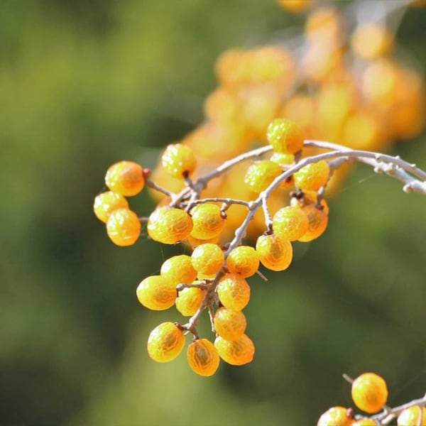 Chinaberry Plant