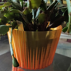 May include: A green Christmas cactus plant in a ribbed orange pot. The plant has a label that reads "Christmas Cactus".