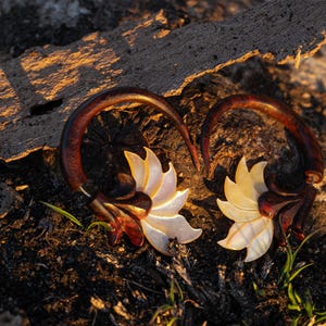 May include: A pair of wooden ear gauges with a carved floral design and a mother-of-pearl inlay. The gauges are a dark reddish-brown colour and the inlay is a creamy white.