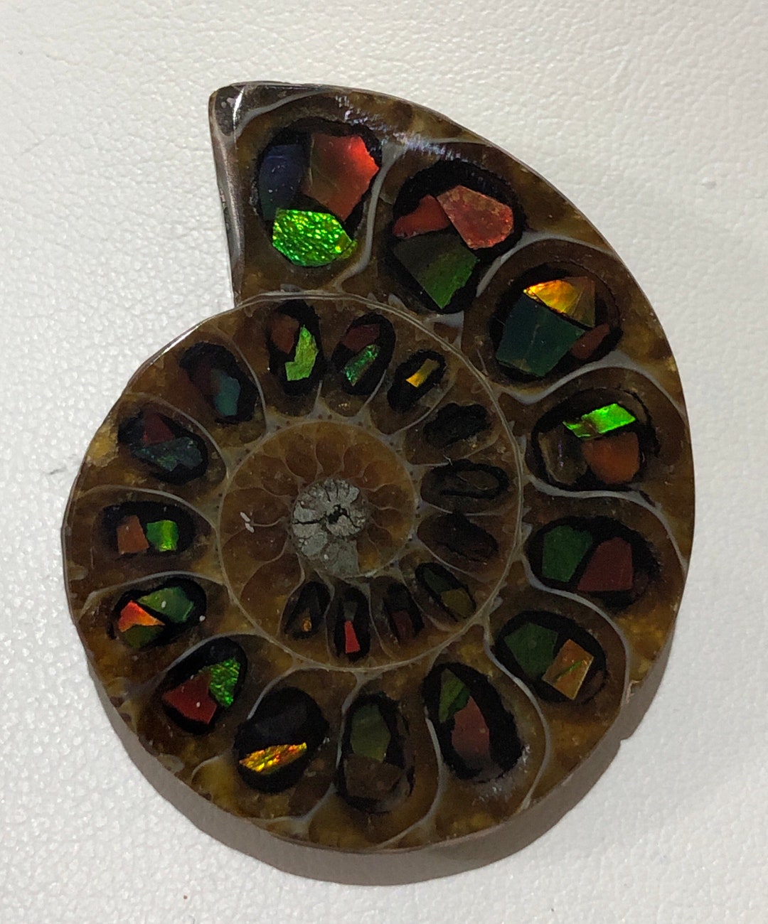 アンモライト/アンモナイトの化石 - Etsy 日本