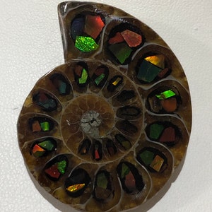 Ammolite/Ammonite