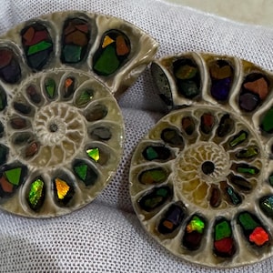 Ammolite/Ammonite