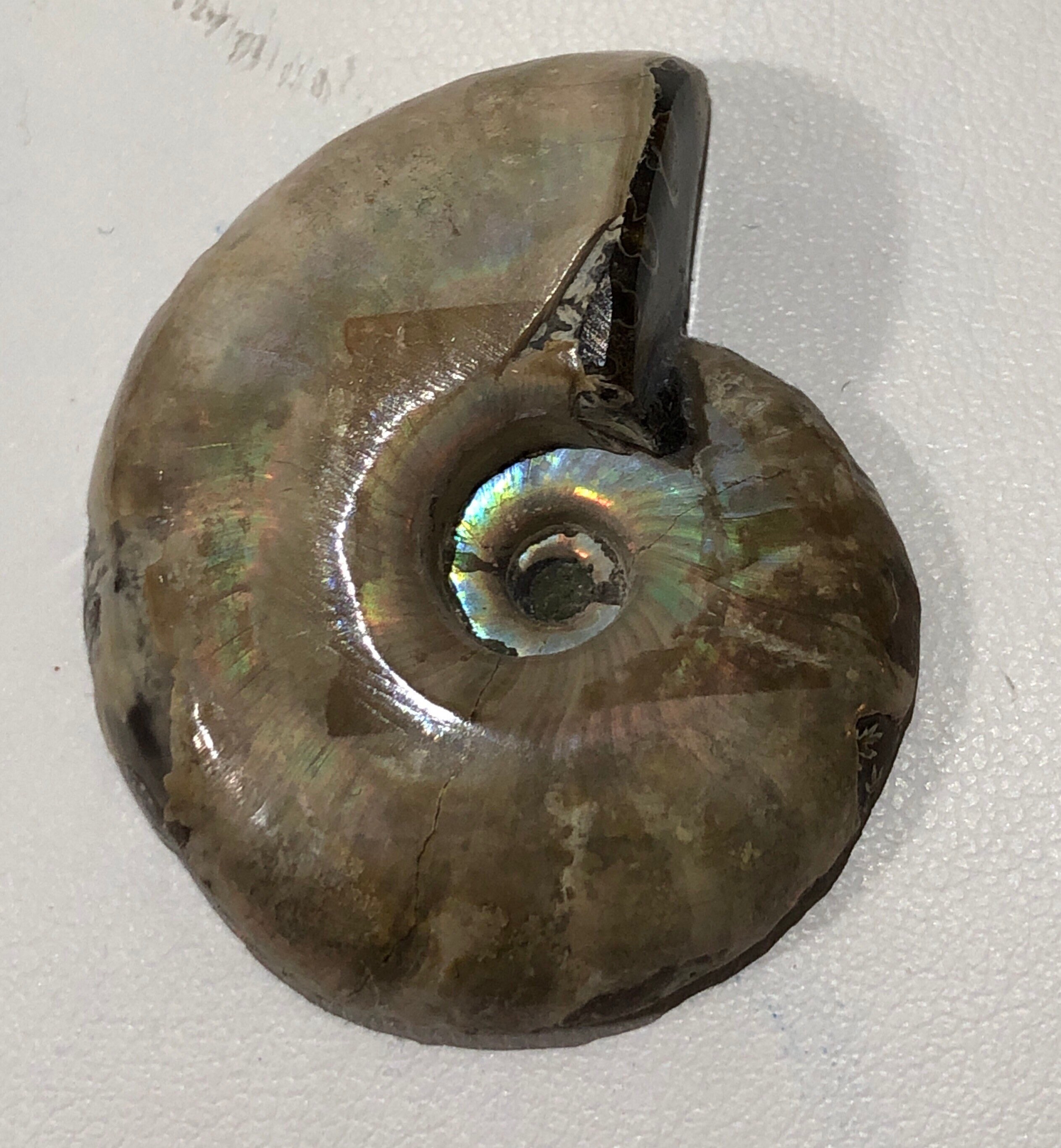 美麗　アンモライト　化石 il_fullxfull.3587335100_gbai.jpg