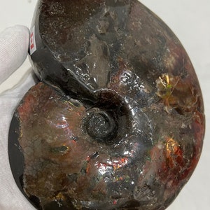 Ammolite Fossil