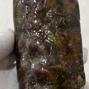BACULITE FOSSIL