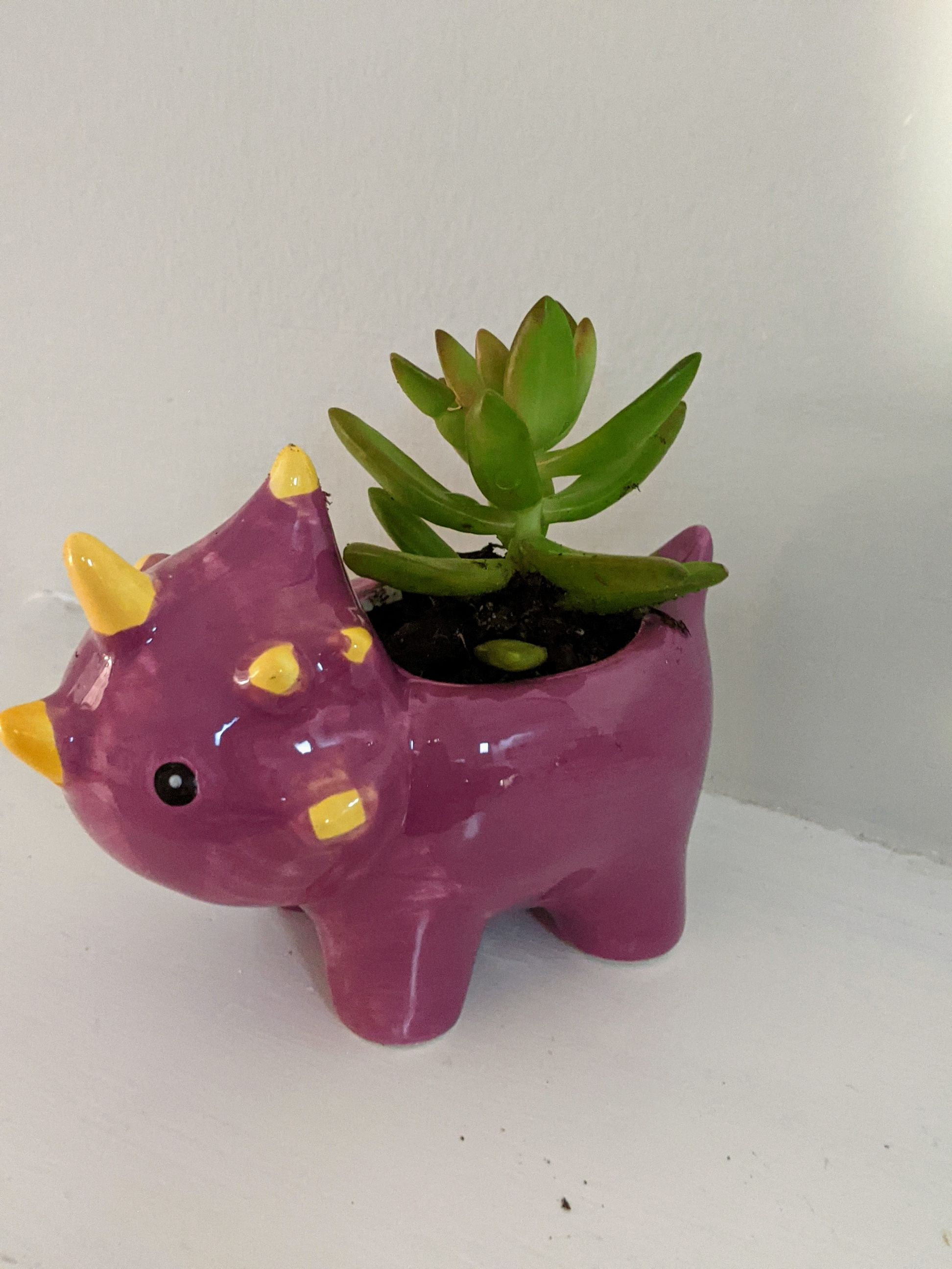 Ceramic Animal Planters with Live Succulents Gift Elephant Etsy