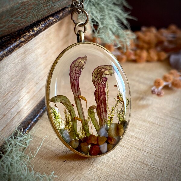 Real forest terrarium pendant. Botanical forest fairy garden necklace made from a real sarracenia pitcher plant and moss