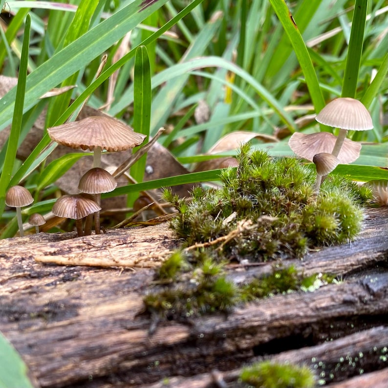 Real Mushroom Terrarium Pendant. Botanical Fairy Forest Necklace Made