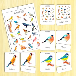 Backyard Birds