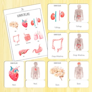 Human Organs