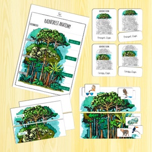 Rainforest Anatomy