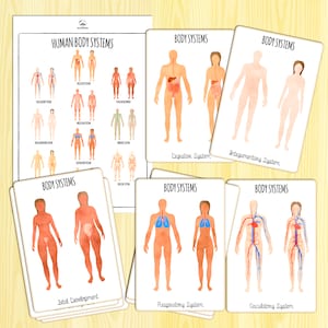 Può includere: Un set di 6 carte illustrate che mostrano i sistemi del corpo umano. Ogni carta presenta un'illustrazione ad acquerello di un corpo maschile e femminile con un sistema evidenziato. I sistemi includono il sistema digerente, il sistema tegumentario, lo sviluppo fetale, il sistema respiratorio e il sistema circolatorio.