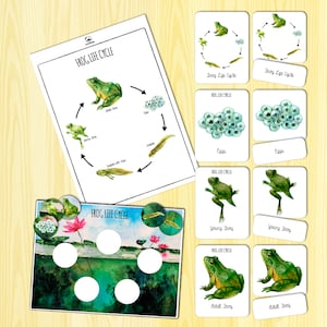 Frog Life Cycle