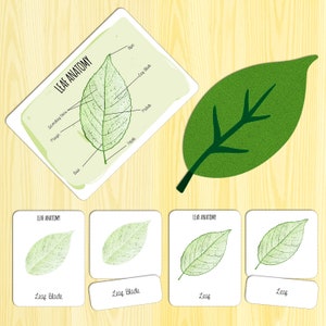 Leaf Anatomy