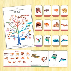 May include: A colourful tree of life chart with branches showing the evolution of different animal species. The chart includes mammals, reptiles, fish, amphibians, birds, insects, and invertebrates. There are also individual cards with images of different animals, such as a hummingbird, a tiger, and a stingray.