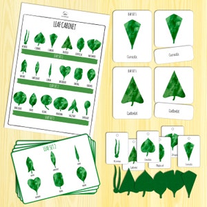 Leaf Cabinet