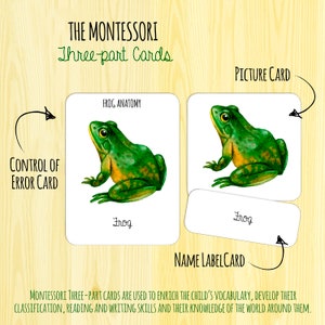 Peut inclure: Un ensemble de cartes Montessori en trois parties pour enseigner les grenouilles. L'ensemble comprend une carte image d'une grenouille verte, une carte d'&eacute;tiquette de nom avec le mot "Grenouille" et une carte de contr&ocirc;le des erreurs avec une illustration d'anatomie de grenouille et le mot "Grenouille".