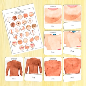 Body Anatomy