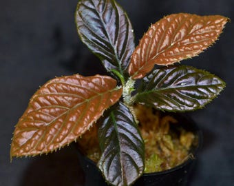 Labisia Sp. Boyan *large* [non-exact] - Etsy
