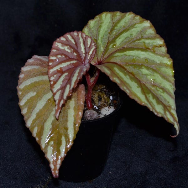 Begonia aiensis