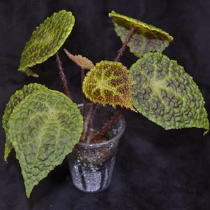 Begonia U690 formerly Begonia microsperma x staudtii