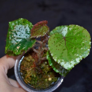 Begonia limprichtii