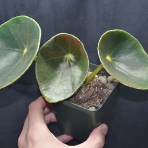 Begonia santos-limae rare species image 1