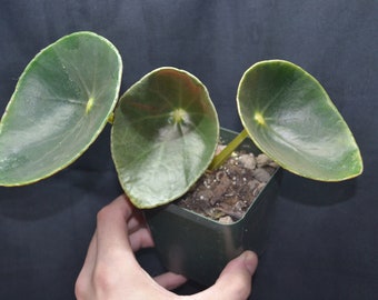 Begonia santos-limae - rare species