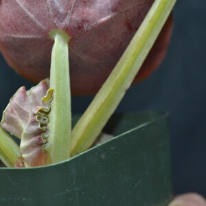 Begonia santos-limae rare species image 3