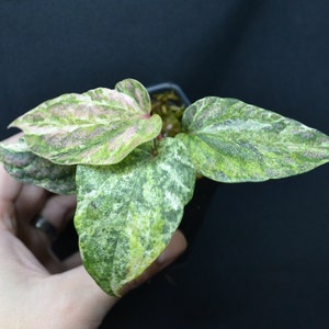 Piper argyrites variegated