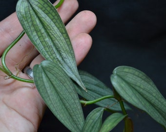 Philodendron 'Burle Marx Fantasy'