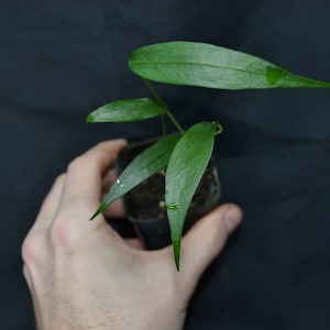 Anthurium wendlingeri - starter plant