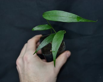 Anthurium wendlingeri - starter plant