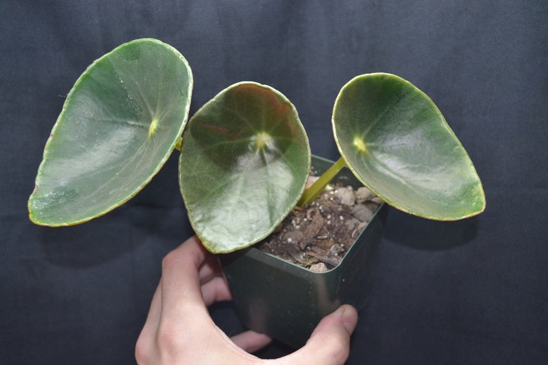 Begonia santos-limae rare species image 1