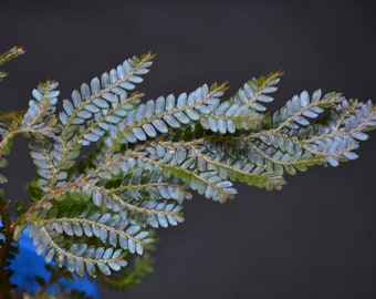 Selaginella willdenowii - iridescent foliage