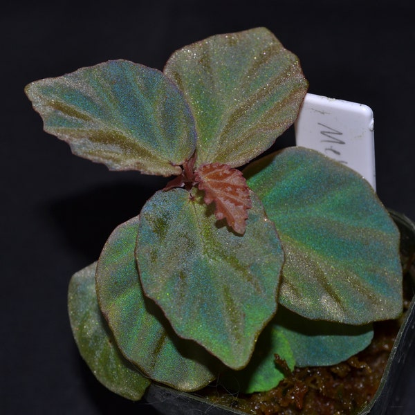 Begonia metallicolor hybrid NEW!