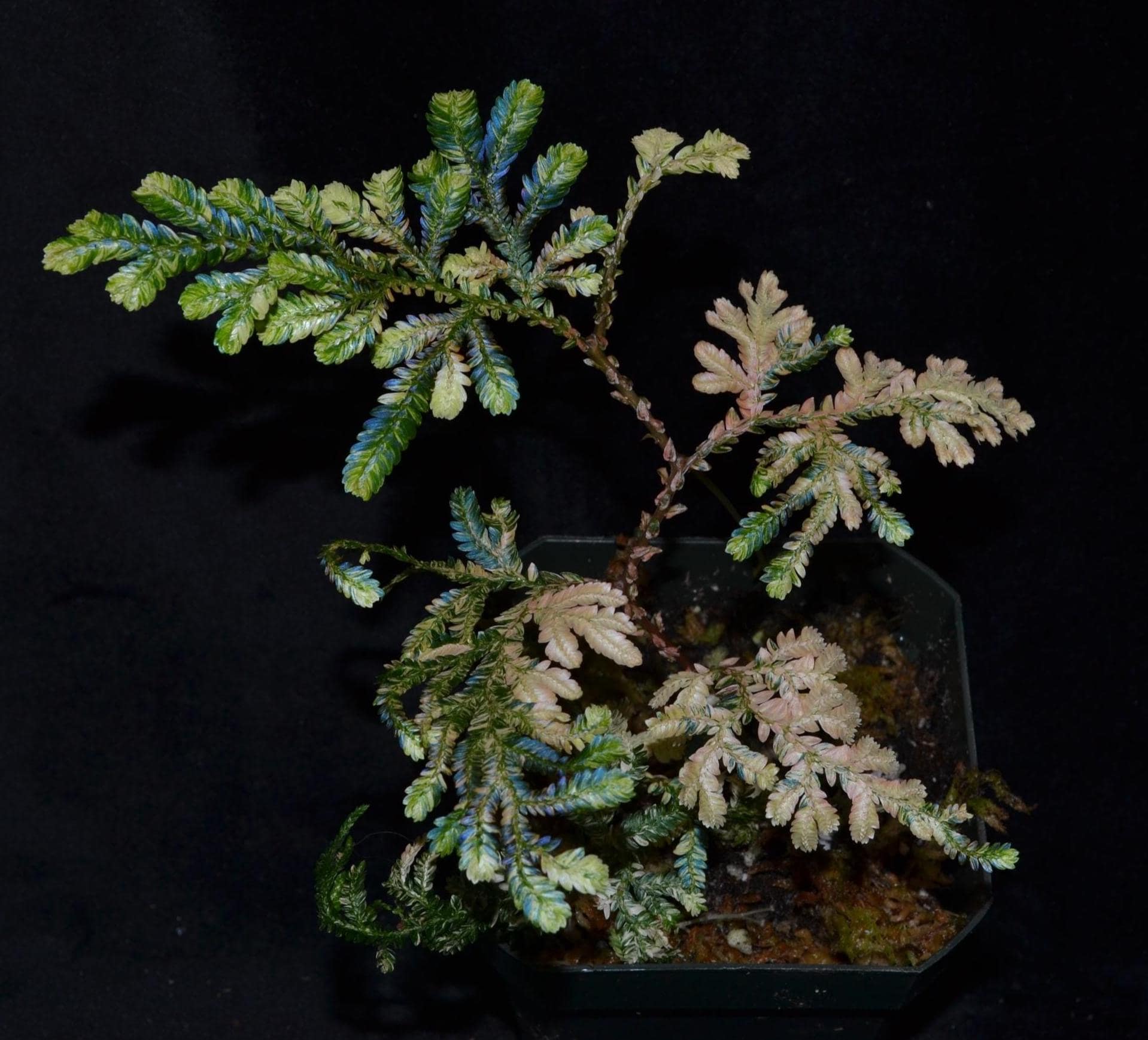 Selaginella Willdenowii Variegated - Stunning Variegation +
