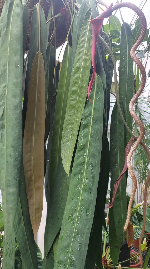 pink aglaonema plant Aglaonema 'Pink Emerald'