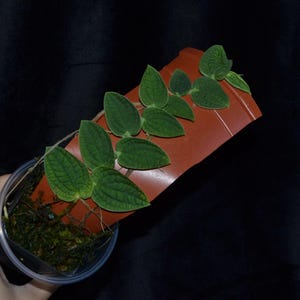Piper clypeatum