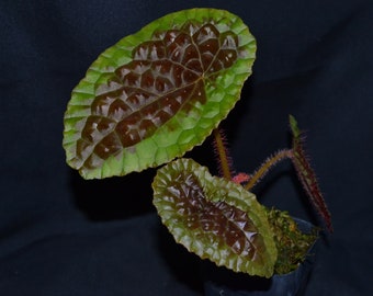 Begonia susaniae - rare species