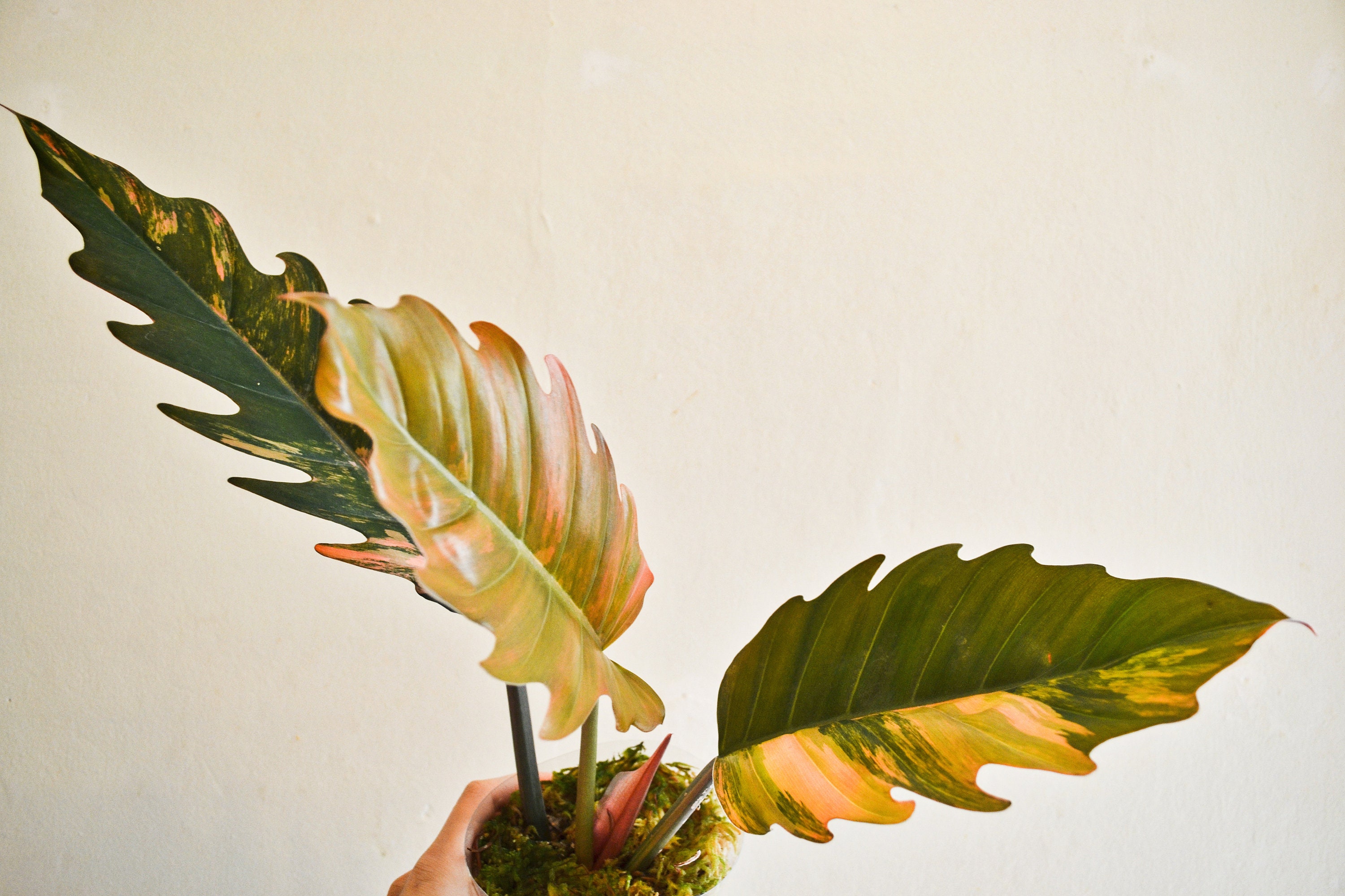 Philodendron Caramel Marble Free USPS Express Shipping Etsy