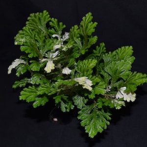 Selaginella martensii &#39;Albovariegata&#39;
