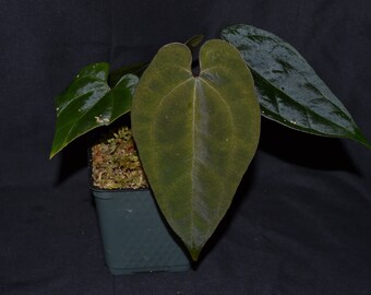 Anthurium Ace of Spades (AOS) - Dark form