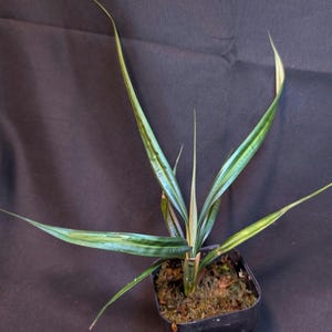 May include: A small potted plant with long, slender, variegated leaves. The leaves are primarily green with lighter green and yellow stripes. The plant is in a black square pot filled with soil and moss.