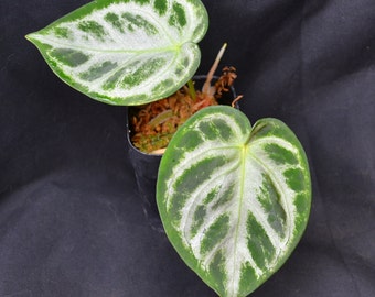 Anthurium Crystal Hope