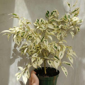 Ficus Benjamina Starlight - LARGE PLANT - Etsy