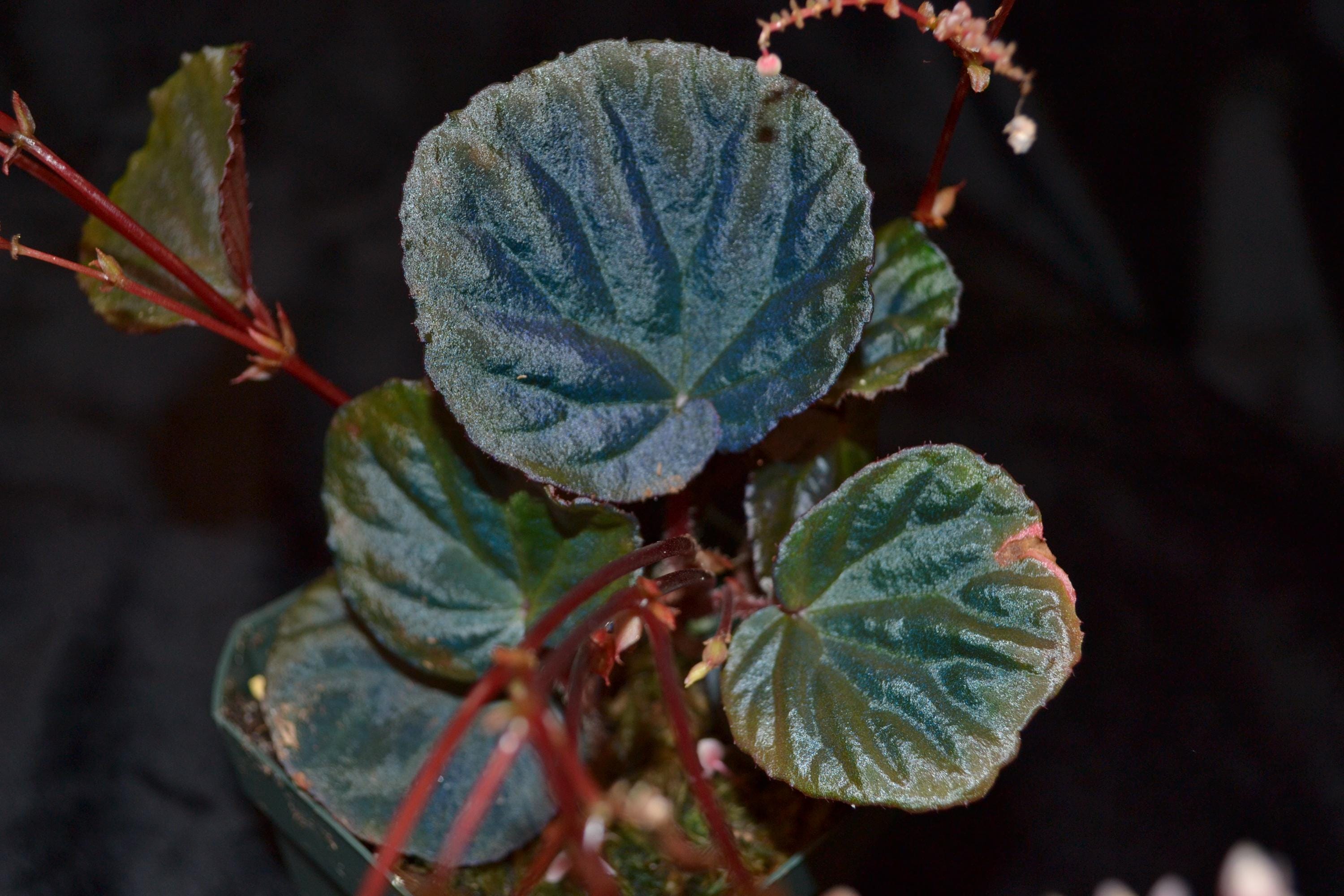 NEW! Begonia sp. 'Sarawak' - DIFFERENT from the creeping B sp. 'Sarawak'