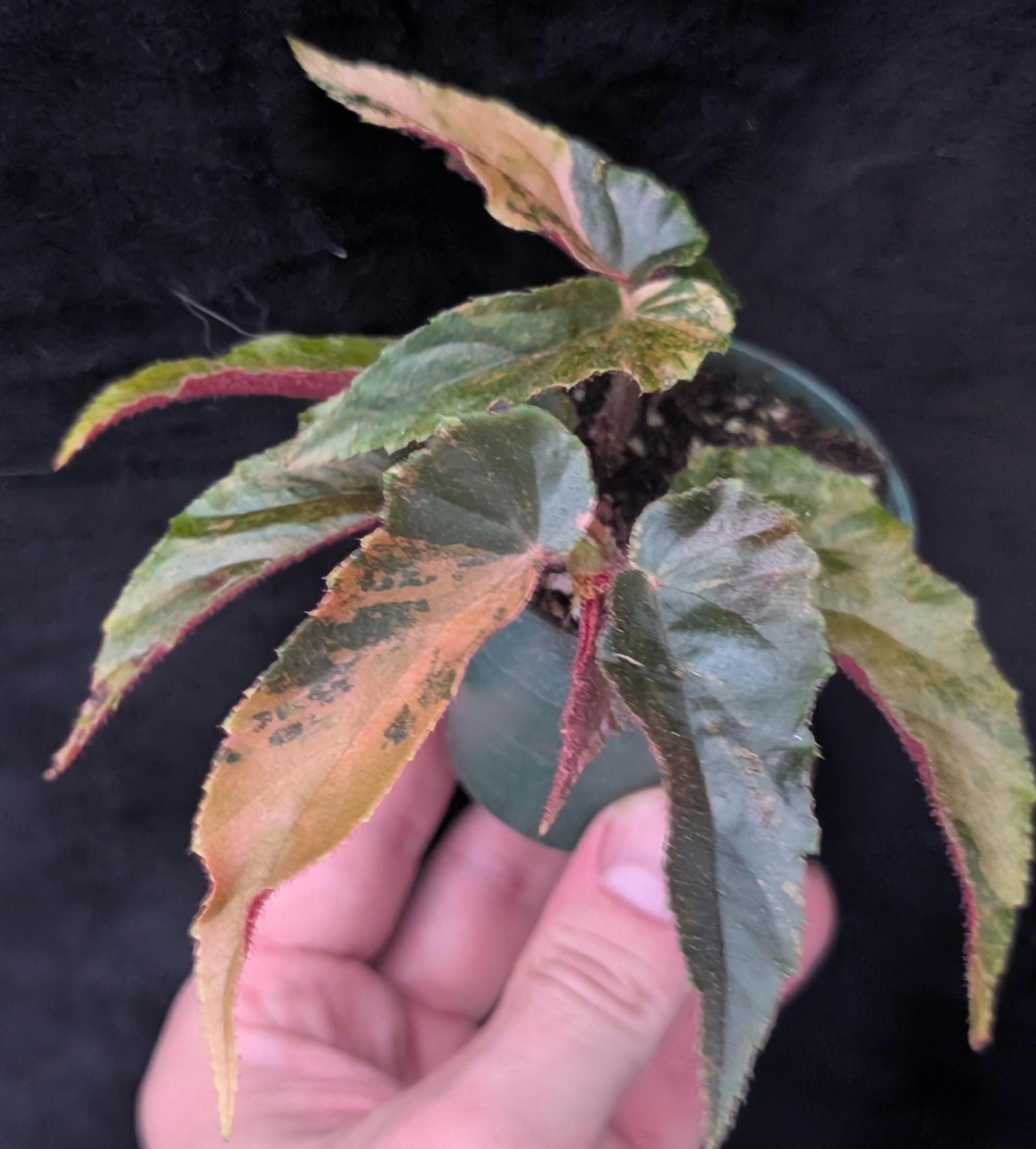 Rajah Begonia - Etsy