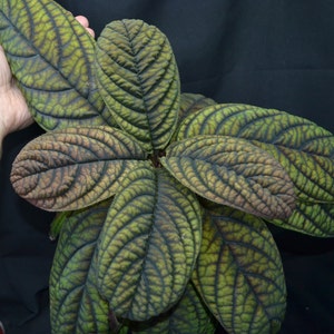 Labisia / Ardisia sp. (brown foliage)