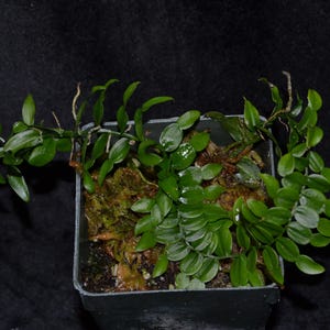 Pothos Scandens - Etsy